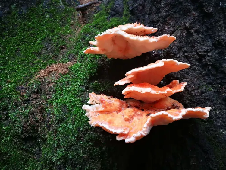 硫磺菌，多孔菌科。