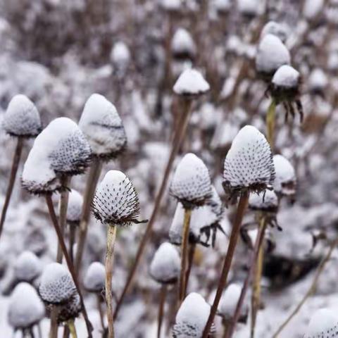 寒霜凝聚 寄情于雪