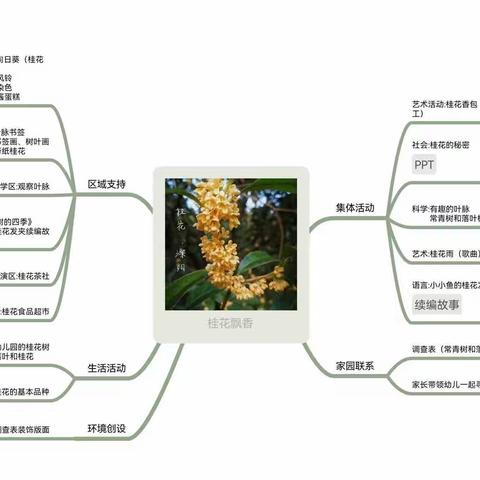 《桂花飘香》大一班班本课程