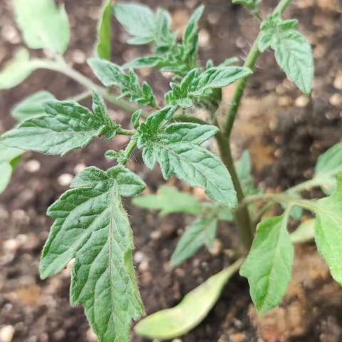 番茄成长观察日记