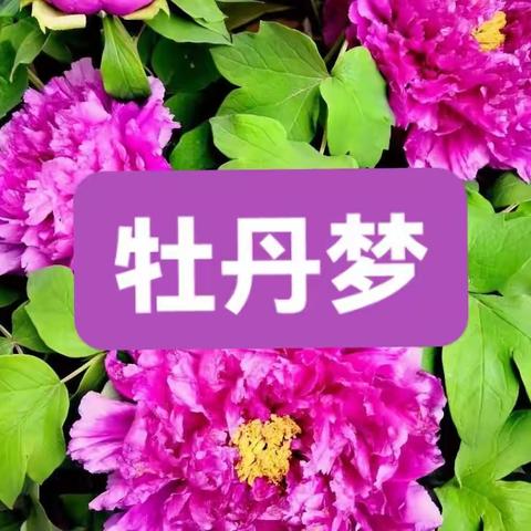 牡丹梦