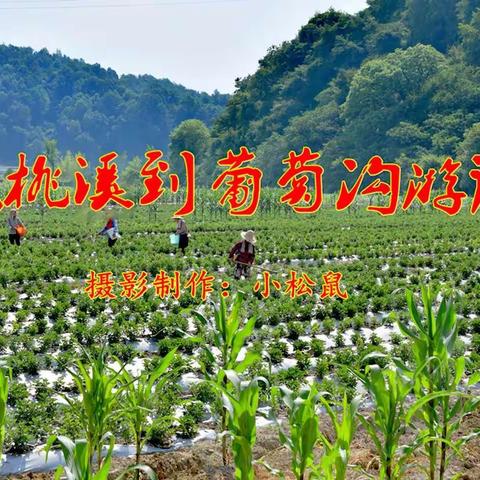 从桃溪到葡萄沟游记