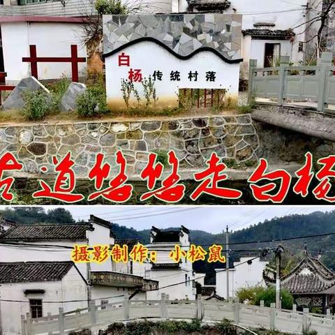 古道悠悠走白杨