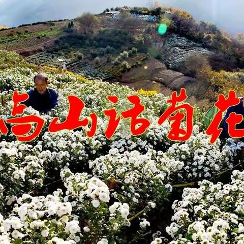 高山话菊花