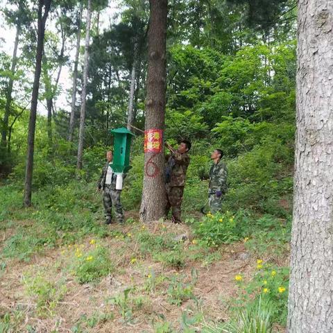 北三家林场森防站利用诱捕器开展松线虫病防控工作