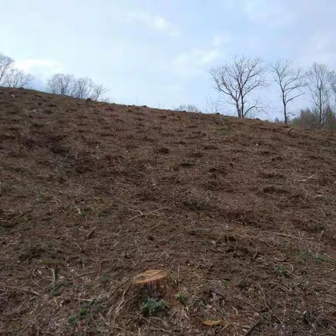 北三家林场保质保量 全面完成春季造林工作