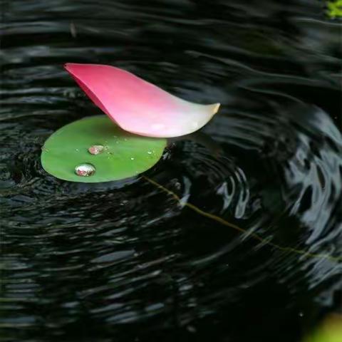 水中花