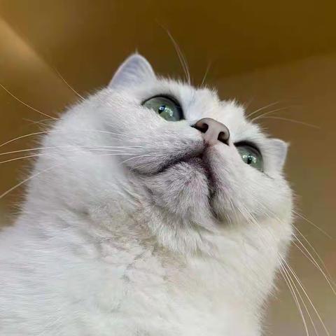 宝宝的守护神