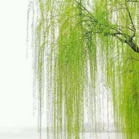一壶月光