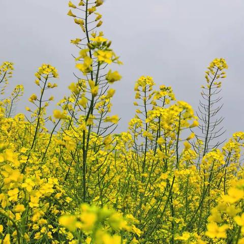 记忆里的油菜花