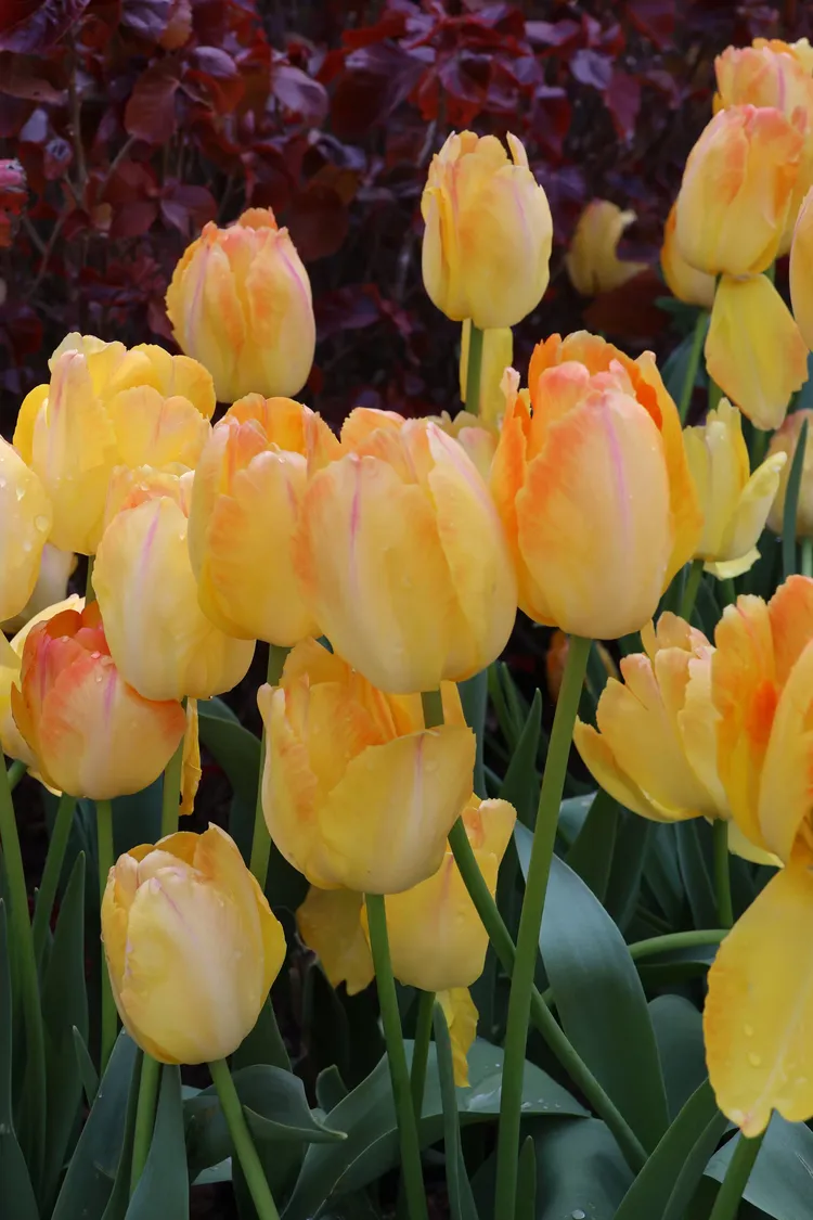 郁金香花的海洋