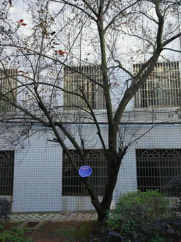 置身其中乐忘返,其境恰像植物园。——衡阳县一中优美环境揽胜