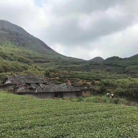 梅占金骏眉茶叶产地