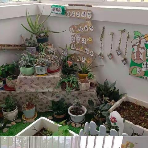 小小植物角，亲近大自然--芒市艾根斯儿园哈佛班植物角