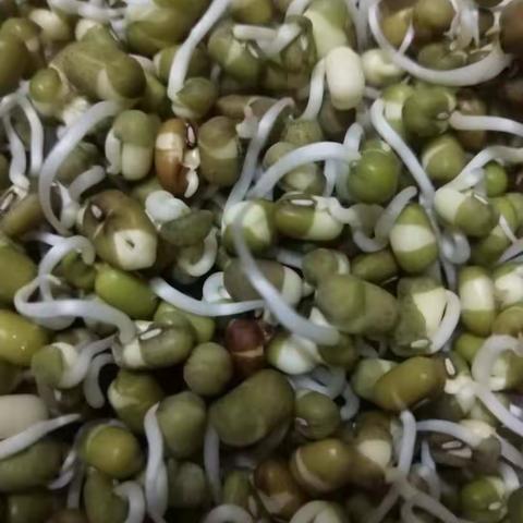 “绿豆芽”成长记