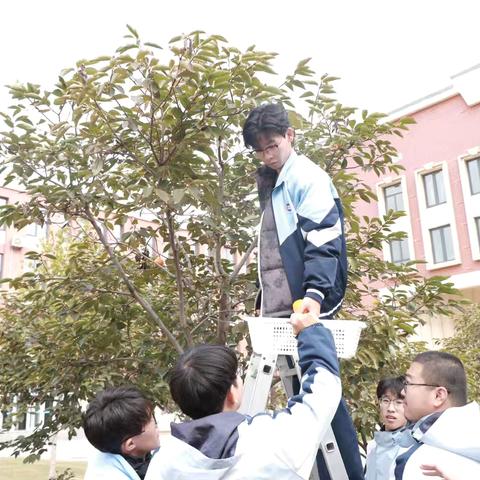 红果满枝，“柿”意融融——记海港三中校园采摘活动