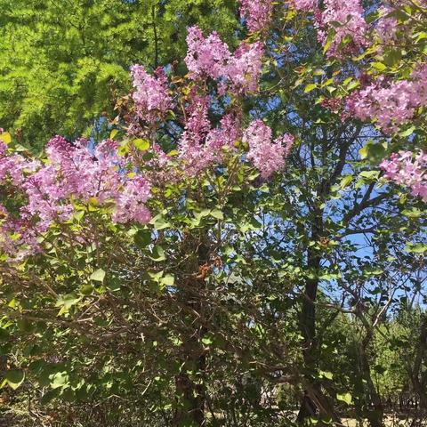 故乡的丁香花-2-7