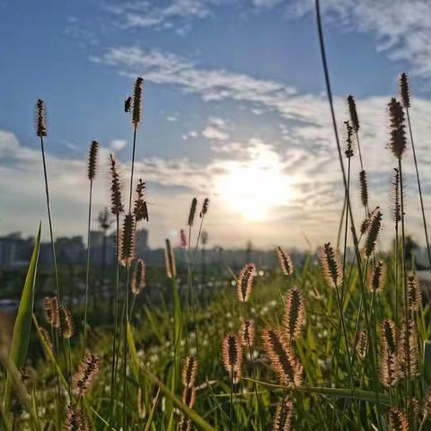 助力“双减” 提升质量——平利县城关第三小学三年级组语文教研活动小记