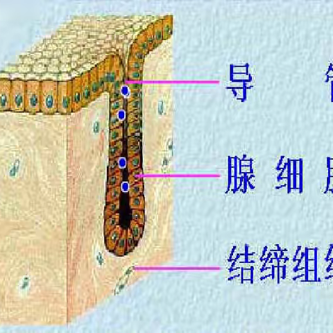 内分泌腺与外分泌腺