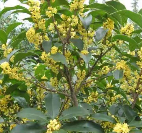 酒酿桂花汤圆儿