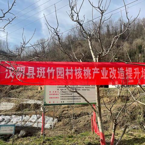 新年开春春意浓，核桃一线培训受欢迎