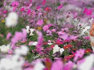 各月英文名背后的故事