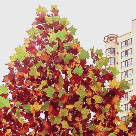 中国特色文化词汇超全总结，建议收藏！