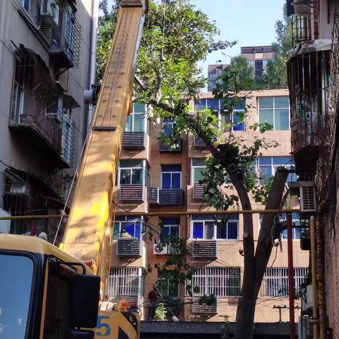 【我为群众办实事】又一个安全隐患排除！互助路三号院五号楼东侧门前的危树砍伐
