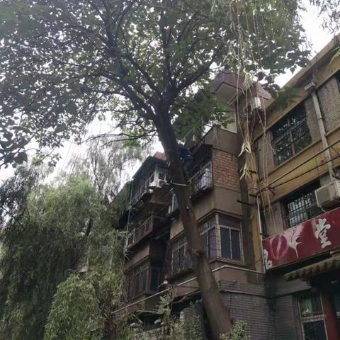 【我为群众办实事】又一个安全隐患被排除！互助社区仁厚庄北路药材家属院门口危树顺利砍伐