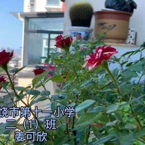 用心打造你心中“最美阳台”——二（1）班暑期作品展示汇报