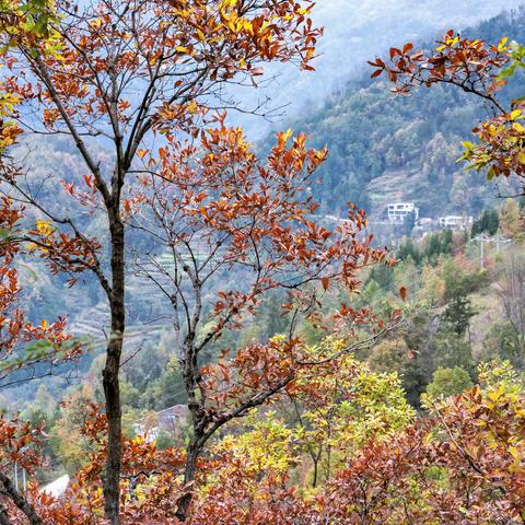 寻色光雾山