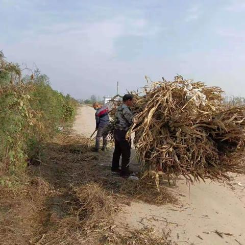 鹿苑街道人居环境整治百日行动（11月17日）工作动态