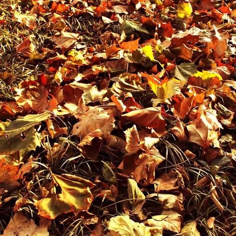 雄州镇大阴小学美化校园环境之🍂秋扫落叶篇