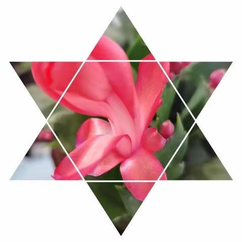 疫尽花开——套楼初中邓薇老师线上辅导札记