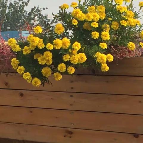 武陟县西陶镇交斜铺学校055吴向怡国培伴我成长（求知若渴，虚心若愚。）（副本）