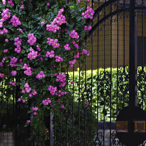 仁厚庄＠蔷薇花