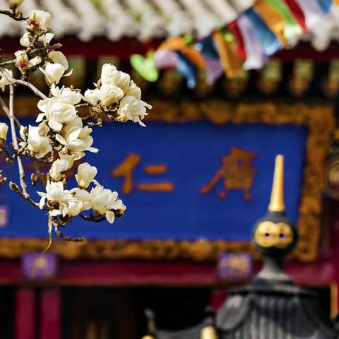 玉兰花开广仁寺