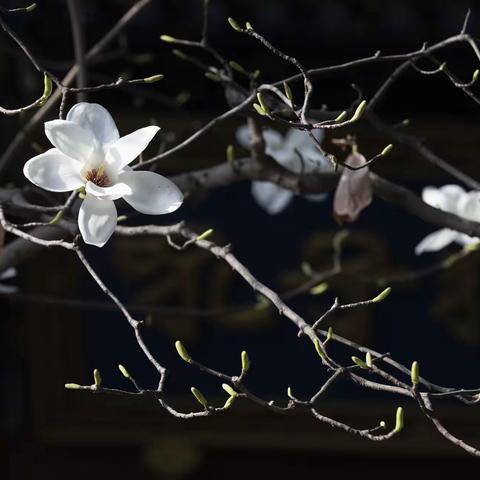 玉兰花开卧龙寺