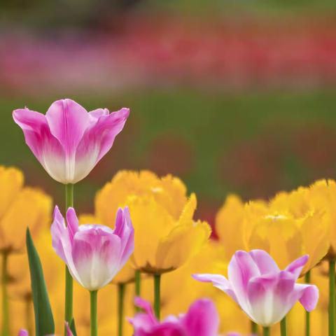 兴庆宫＠郁金香