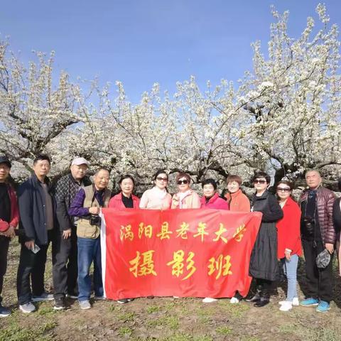 阳春三月，芳菲时节，古镇西阳，梨园漂香