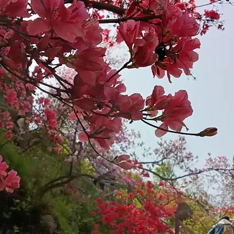 山峡杜鹃花海