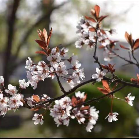 花开“疫”散，期待重聚—田氏十小二（2）班“停课不停学”网课总结表彰会