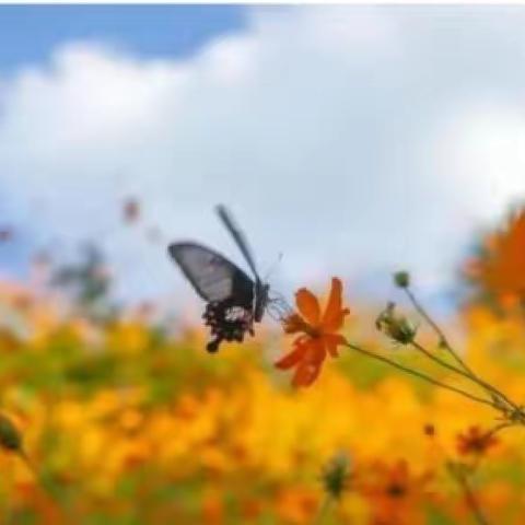 重阳节学诗词、赏菊