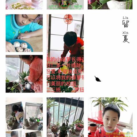 百花学子“宅”出一片绿色新天地 ——二年级植树节活动