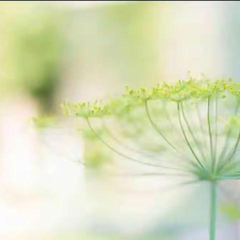 线上共研，以研促教——西湖镇小学英语线上教研活动