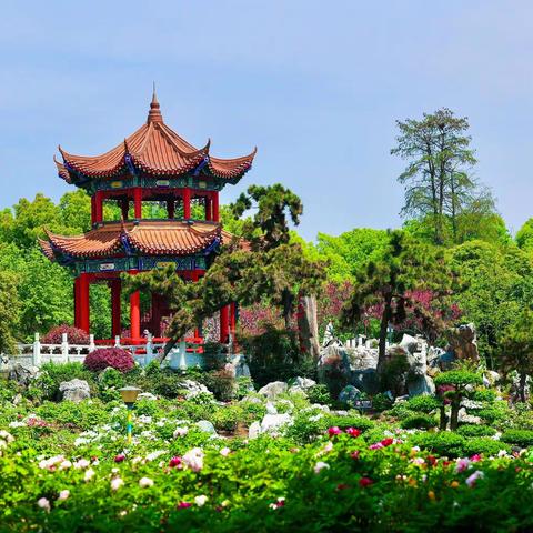 国色天香一一东湖牡丹园习作