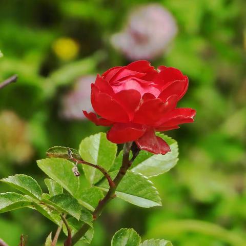 五彩斑斓的花卉