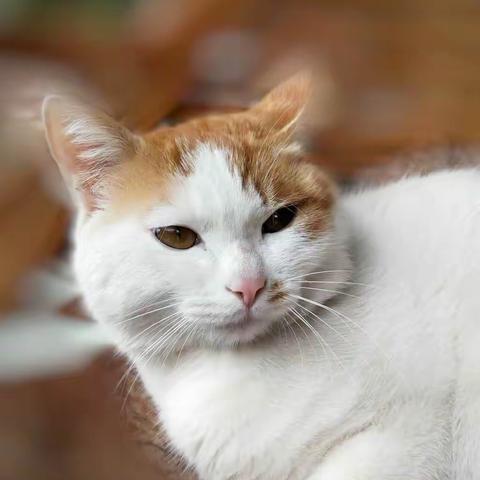 顽皮的猫咪（手机视觉）