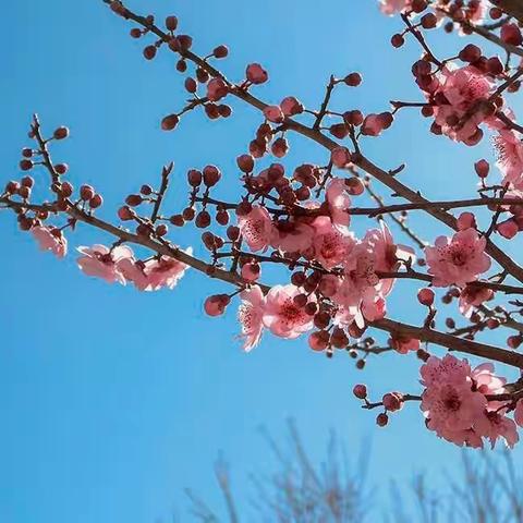 春暖花开