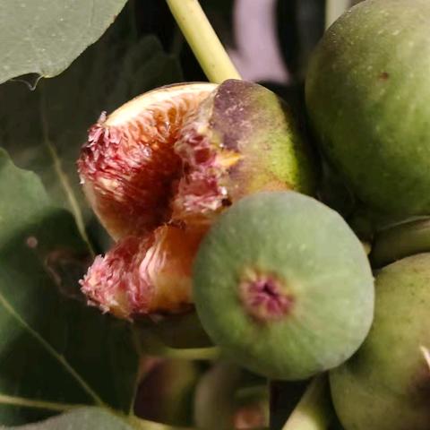 芳香四溢，静待花开